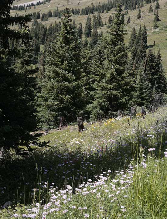 Boreas Pass