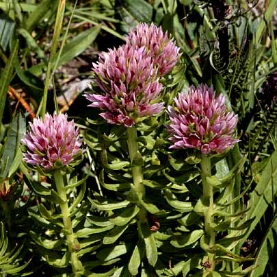 Boreas Pass