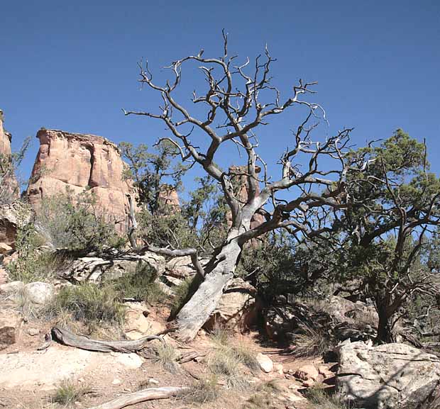 Monument Canyon