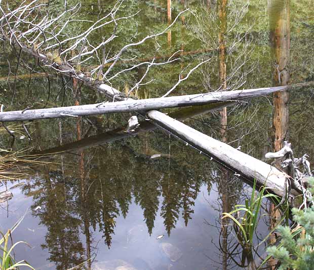 Lake Charles Trail