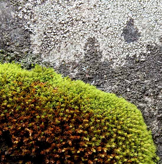 Lake Sylvan State Park - Fall colors & Textures