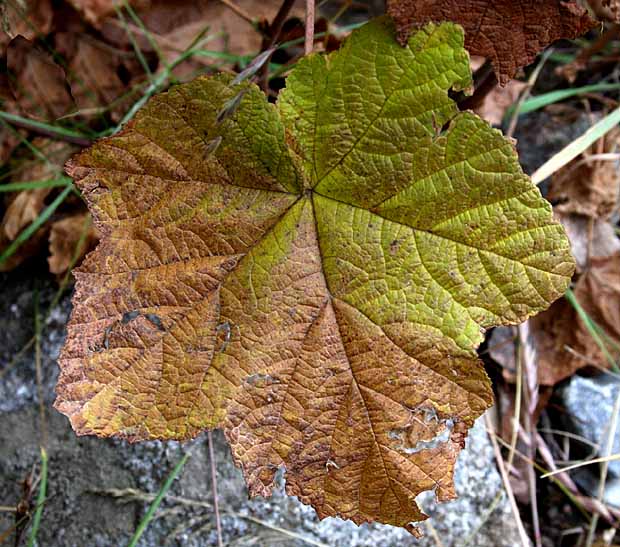 Lake Sylvan State Park - Fall colors & Textures