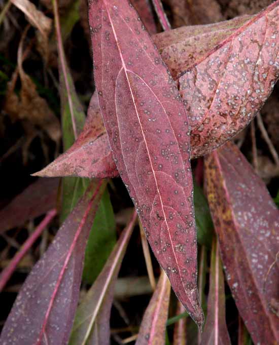 Lake Sylvan State Park - Fall colors & Textures