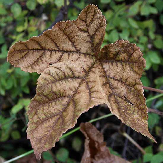 Lake Sylvan State Park - Fall colors & Textures