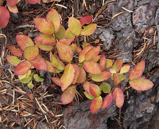 Lake Sylvan State Park - Fall colors & Textures