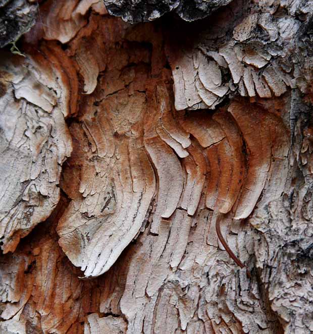 Lake Sylvan State Park - Fall colors & Textures