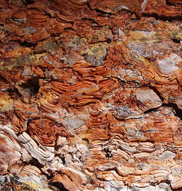 Lake Sylvan State Park - Fall colors & Textures