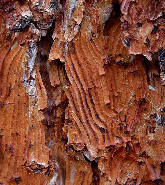 Lake Sylvan State Park - Fall colors & Textures