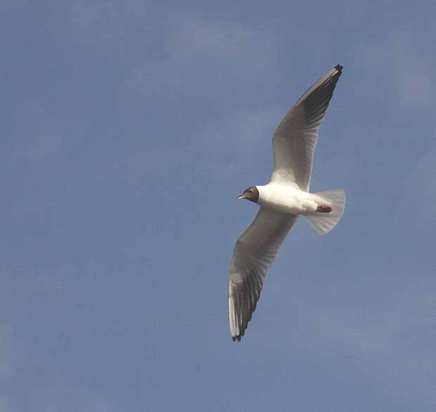 seagull