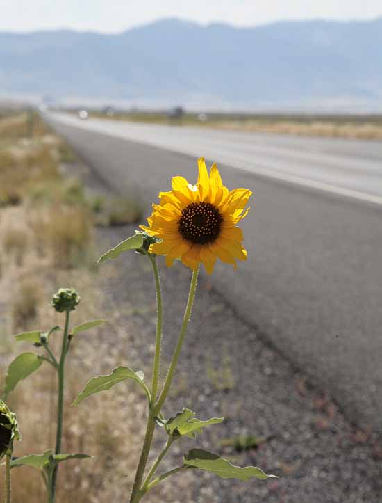 Interstate Highway 80