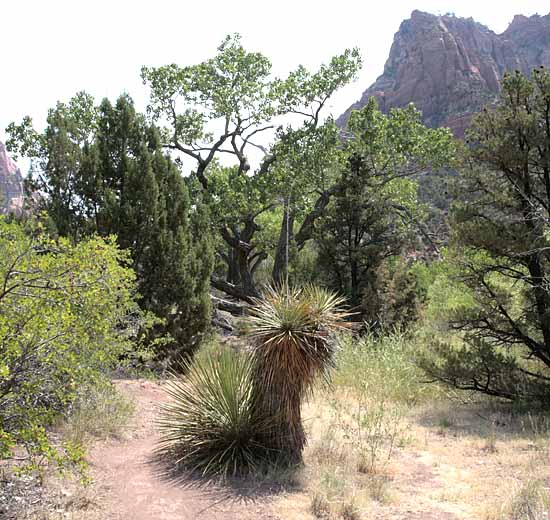 Kolob Arch