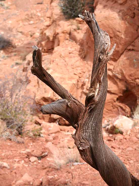 Upheaval Canyon Trail