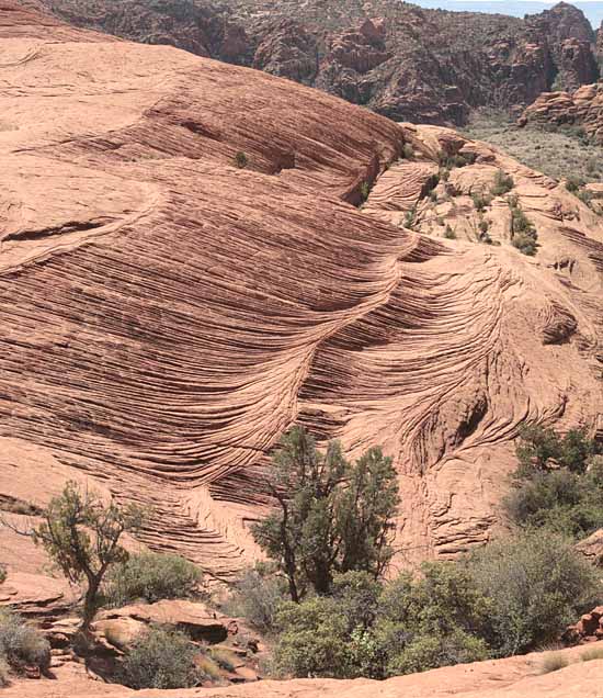 Petrified Dunes