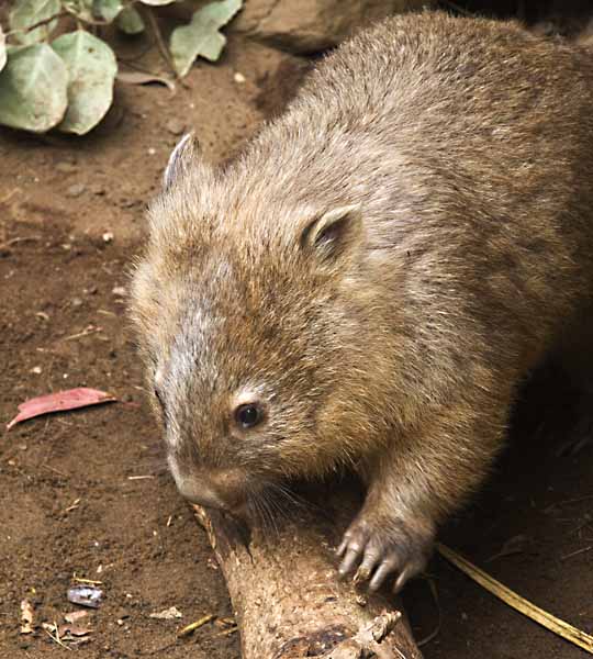 wombat