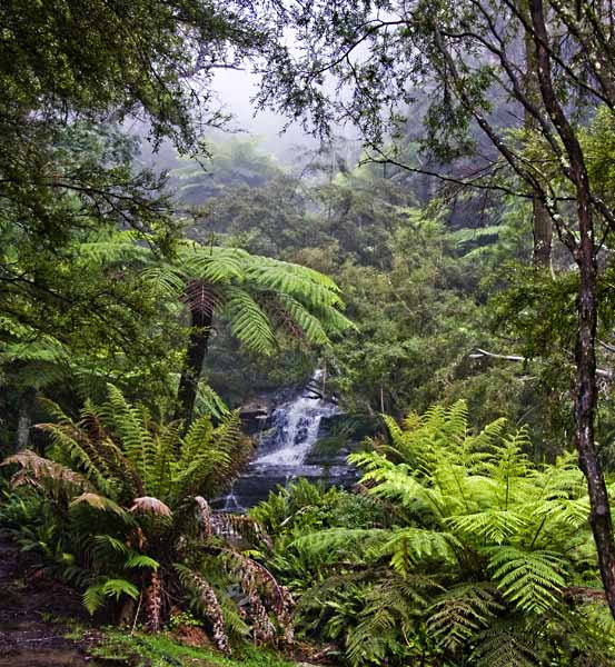 forest & waterfall