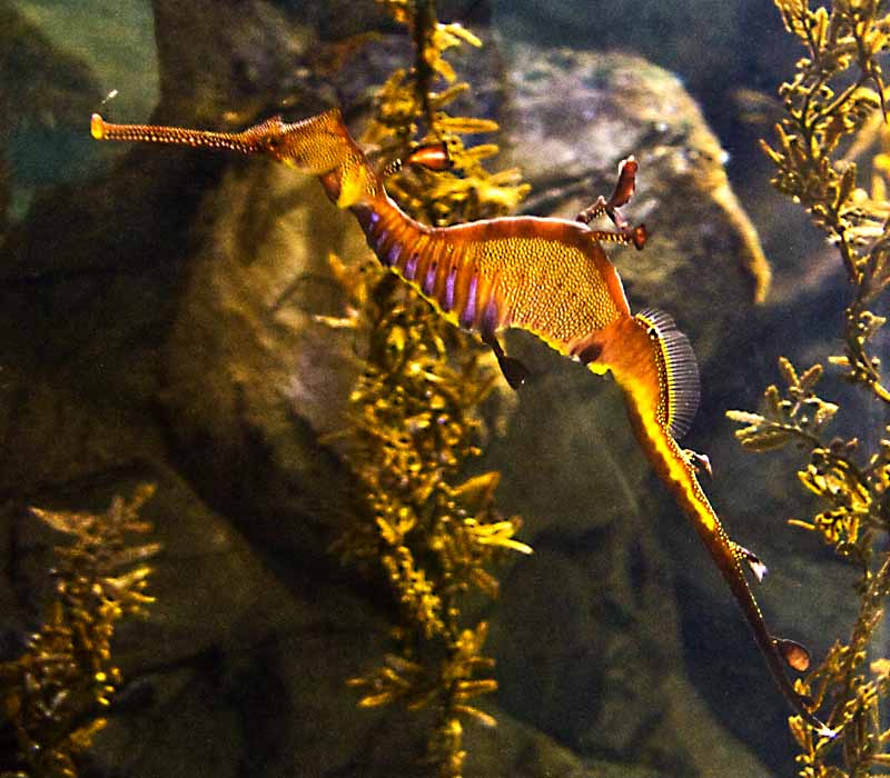 fairy sea horse