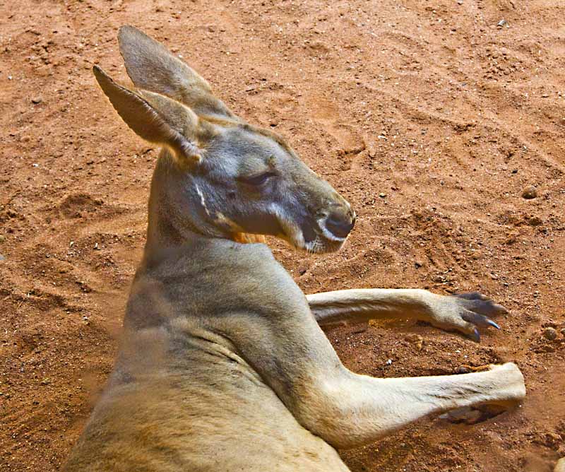 kangaroo