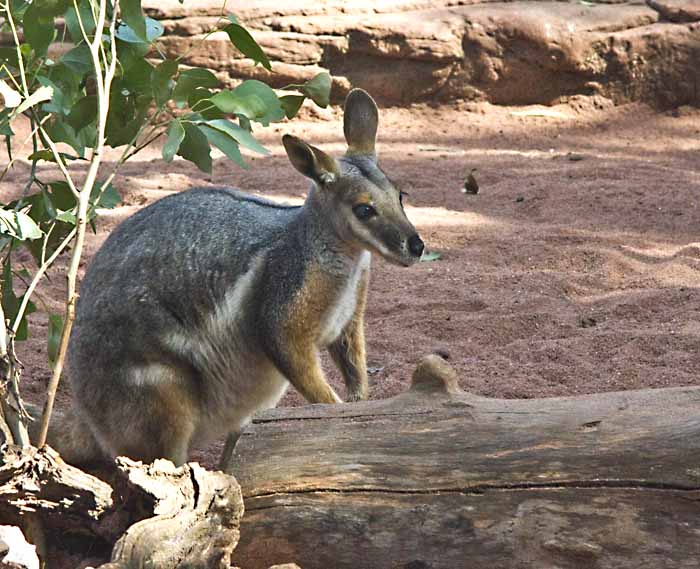 wallaby