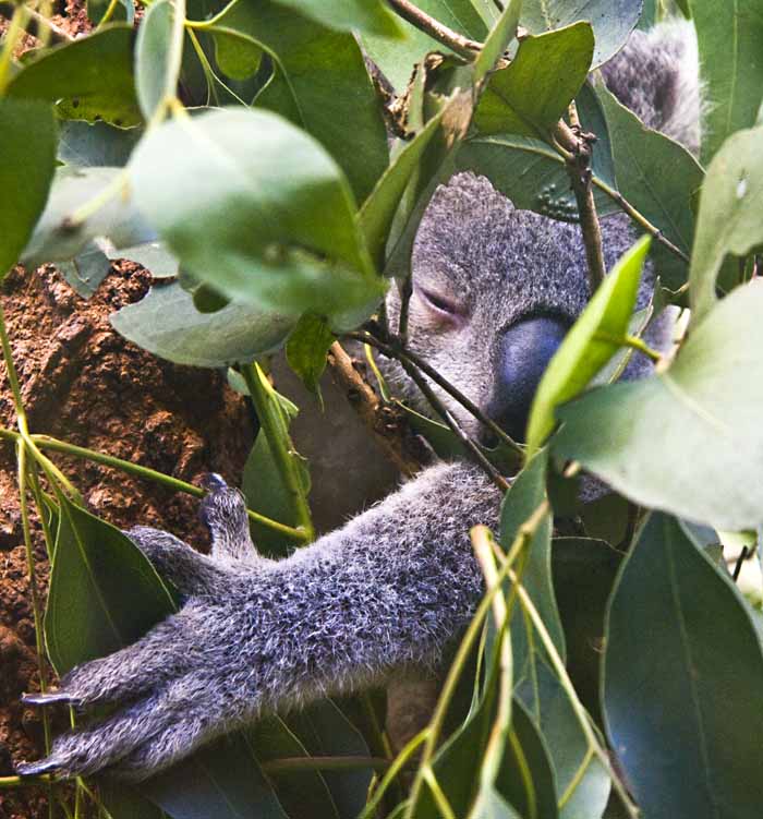 koala