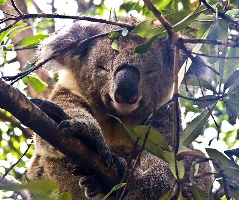 koala