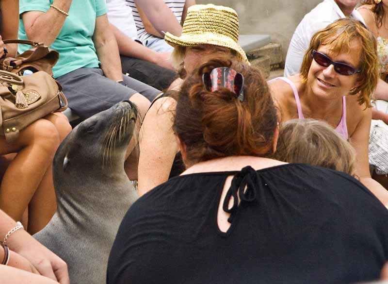 Seals in the audience