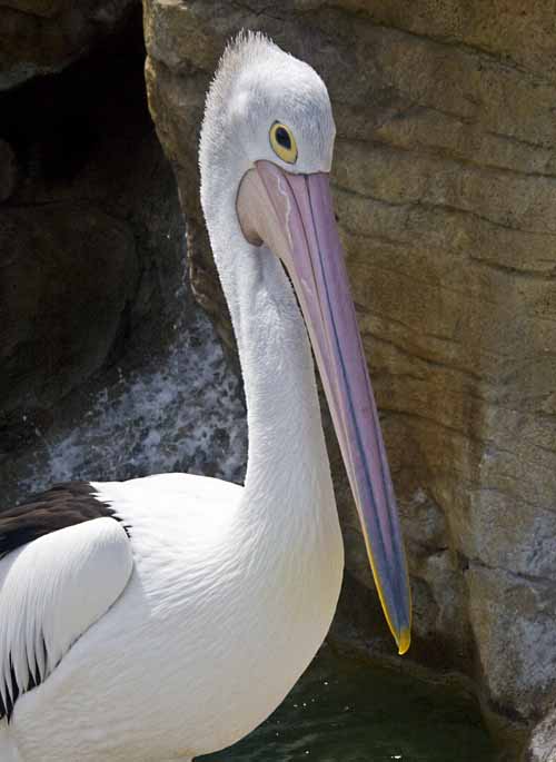 pelican