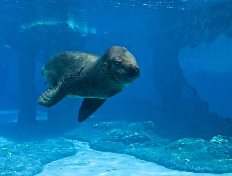 leopard seal