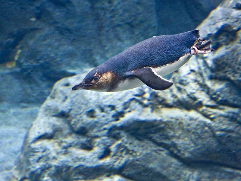 penguin