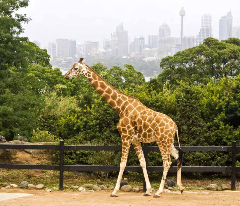 giraffe in an urban setting