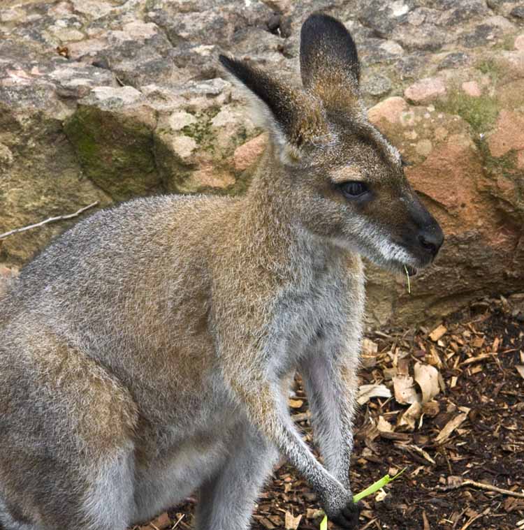 young kangaroo