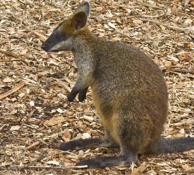 wallaby