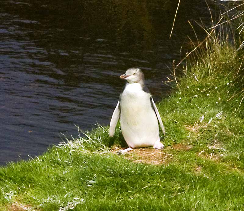 yellow eyed penguin