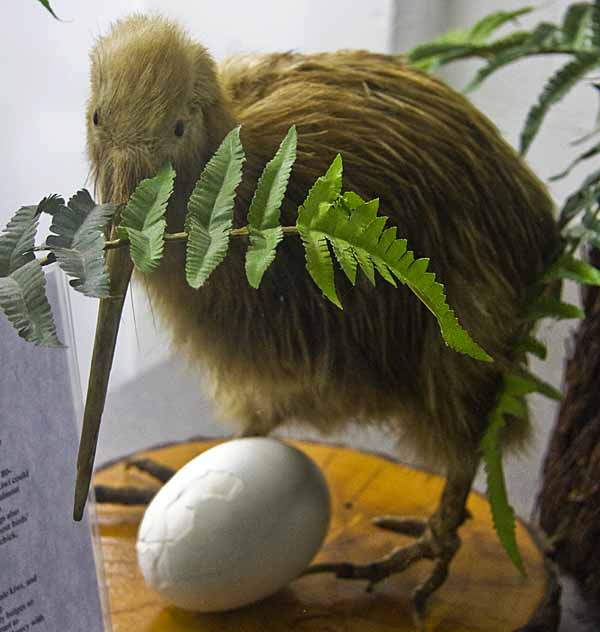 kiwi bird