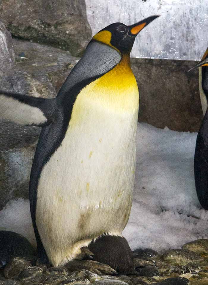 penguin with chick