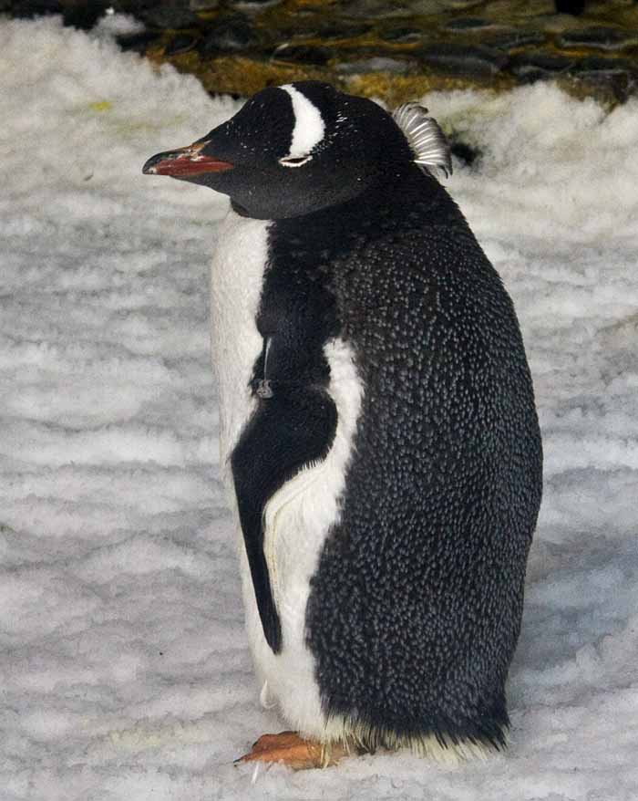 penguin