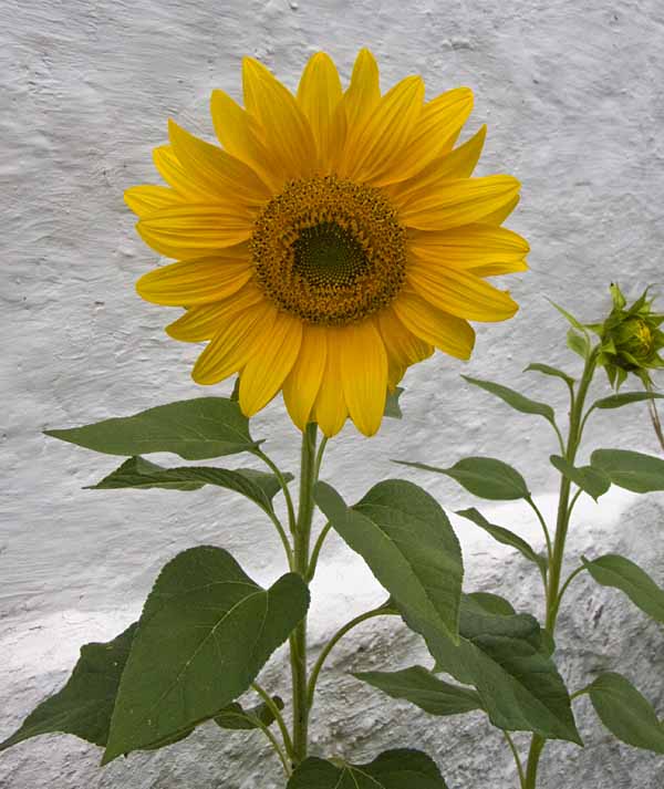 yellow flower