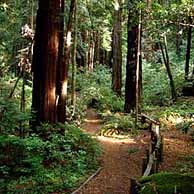 Redwoods in the Western United States